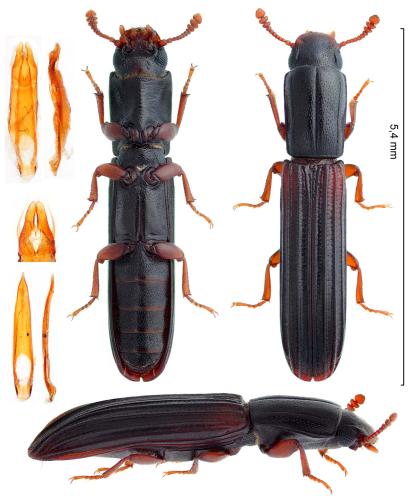 Réf. 306 248 : Colydium elongatum
